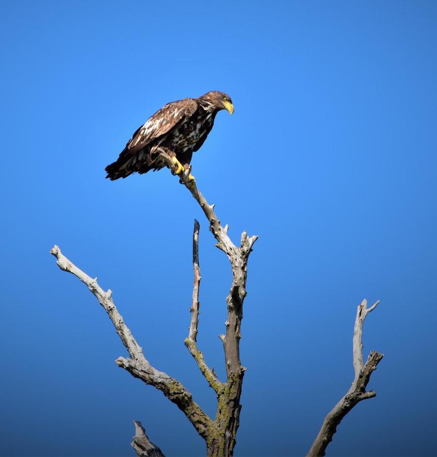 Casa Calin Ξενοδοχείο Crisan  Εξωτερικό φωτογραφία